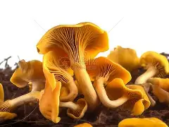 开云体育网页版- 纽卡斯尔联迎战伯恩茅斯 